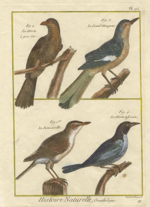 Hand-Colored Engraving of Warblers and Blackbirds from Histoire Naturelle, 1790, close-up 3