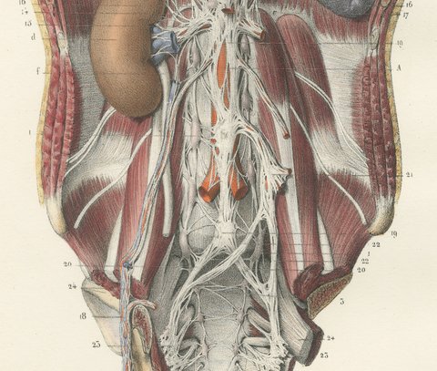 The Sympathetic Chain of the Abdomen, Antique Hirschfeld Anatomy Print, 1866, view 4