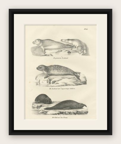 19th-Century Lithograph of Seals and Elephant Seals in Arctic and Marine Habitat, shown framed