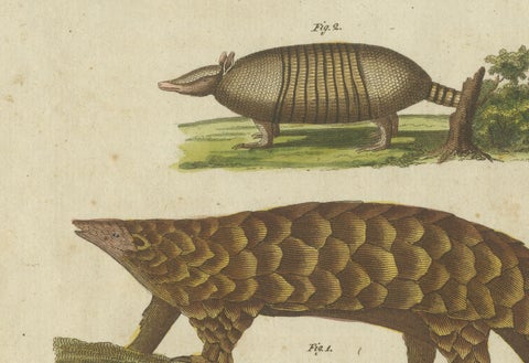1805 Handcolored Engraving of Unique Mammals from Bertuch's "Bilderbuch", close-up 5