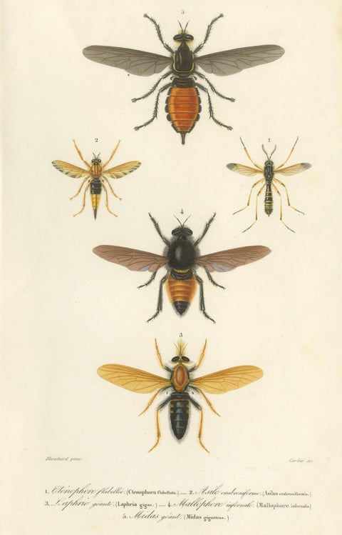 Antique Dipteres Engraving, Giant Flies & Robber Flies, circa 1800, close-up 5