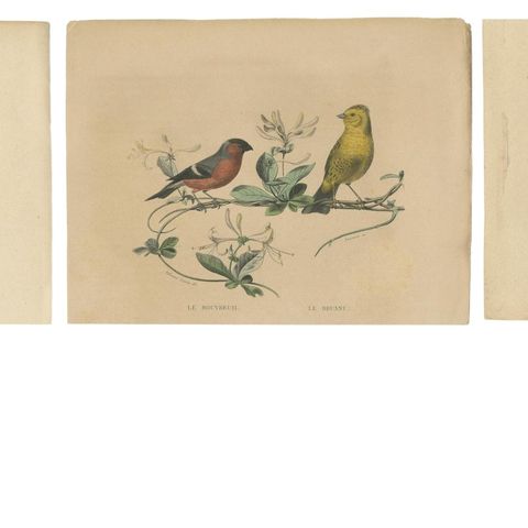 Avian Treasures from Buffon's Natural History: Hand-Colored Masterpieces, 1837, close-up 1