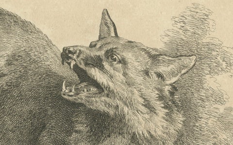 Renard, The Red Fox: An Original Detailed Etching - circa 1740, close-up 2