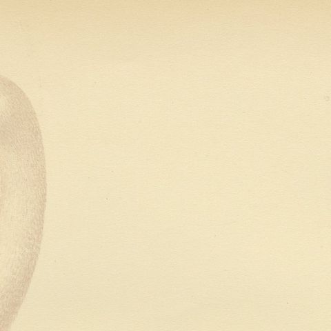 Antique Scandinavian Swan Lithograph, Cygnus Cygnus, Svenska Fåglar 1929, close-up 5