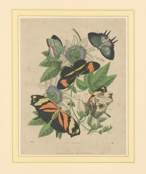 1867 Hand-Colored Lithograph of South American Butterflies and Passionflower, close-up 5