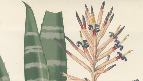 Antique Botanical Lithograph, Rohan’s Billbergia, de Vriese, 1856, close-up 3