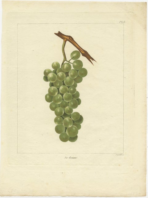 Set of Three Antique Prints of Various Green / White Grape Varieties, 1821, view 3