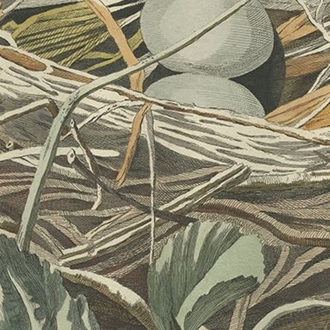 Antique Bird Print of the Nest of a Black-Crowned Night Heron, 1789, close-up 1