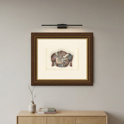 Nerves of the Stomach, Liver and Spleen, Antique Hirschfeld Anatomy Print, 1866, shown framed on a wall