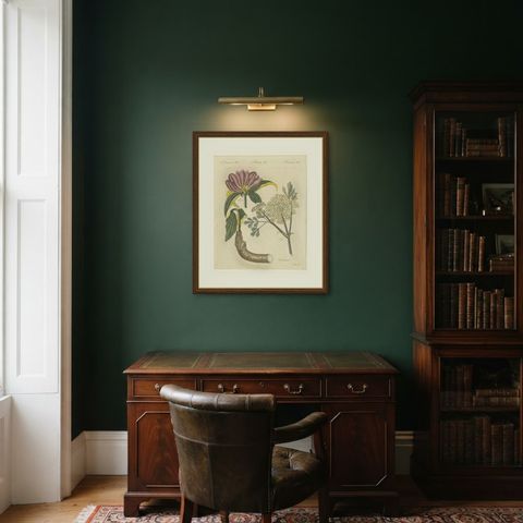Galbanum and Hungarian Gentian, Antique Bertuch Print, circa 1805, shown framed in a room
