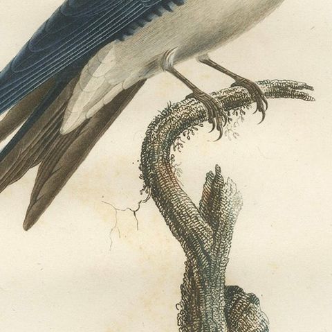 Large Antique Bird Print of a White Bellied Caribbean Martin, circa 1807, close-up 5
