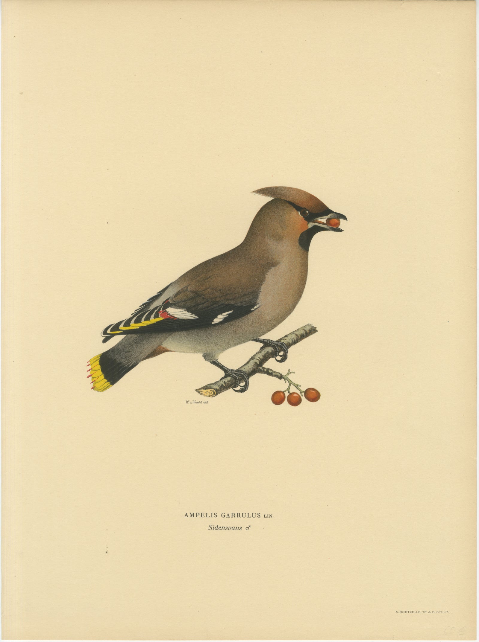 Bohemian Waxwing with Berries, Swedish Bird Lithograph, 1929