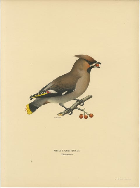 Bohemian Waxwing with Berries, Swedish Bird Lithograph, 1929