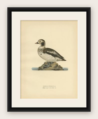 Antique Bird Print of a Young Long-Tailed Duck by Von Wright '1929', shown framed