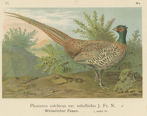 Pheasant and Wild Turkey, Antique Chromolithograph Game Birds c.1895, close-up 2