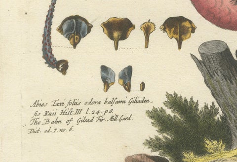 Hand-Colored Engraving of the Great Red Finch by Johann Michael Seligmann, 1770, close-up 3