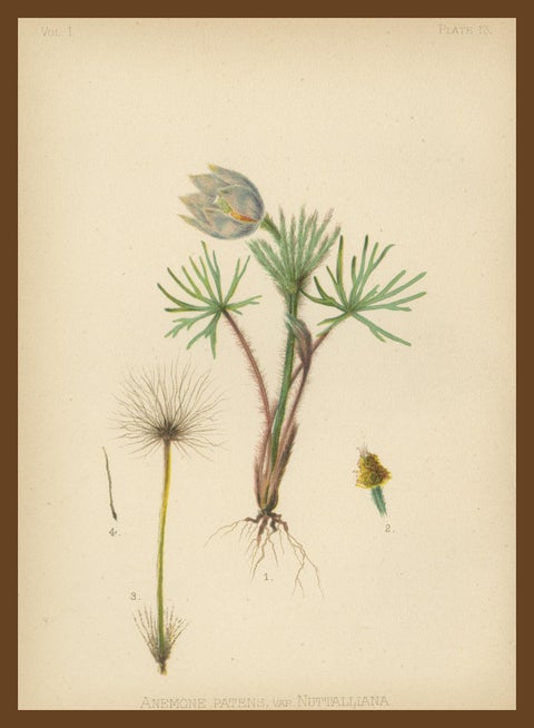 Native US Flora - Three Original Botanical Chromolithograps, 1879, view 8