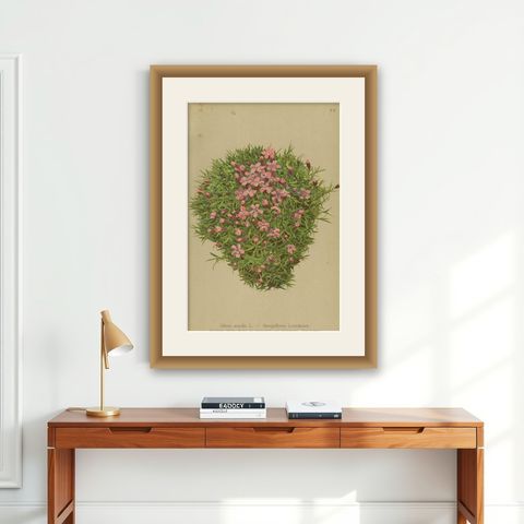 Antique Botany Print of The Silene Acaulis Plant by Palla, 1897, shown framed on a wall