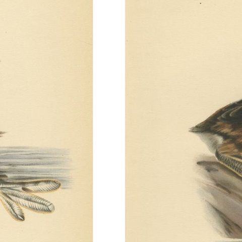 ntique Great Crested Grebe Bird Lithographs Set of 2, Sweden Ornithology 1929, close-up 2