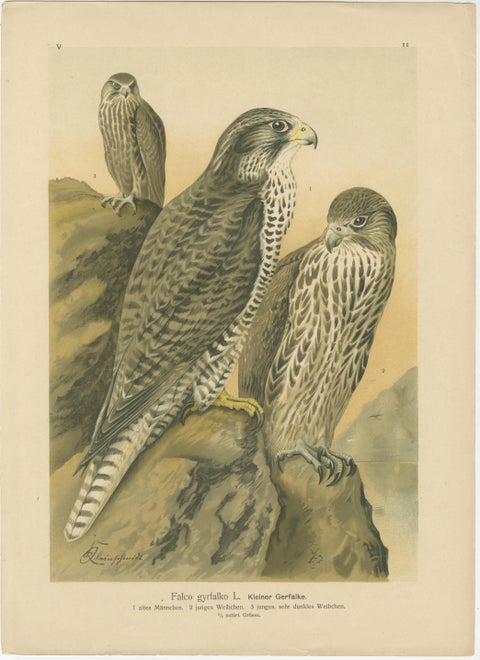Birds of Prey, Complete Set of 10 Chromolithographs, Eagles & Falcons c1890, view 6