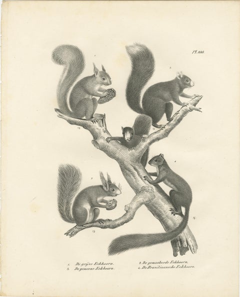 Antique Lithographs of Squirrels & Flying Squirrels, 19th Century, view 2
