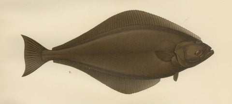 Flatfish Trio - Flounder, Turbot, and Plaice - Elegant Fish Lithograph, 1895, close-up 1