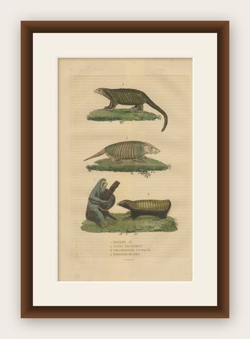 Antique Animal Engraving with Sloth, Armadillos and Pangolin, ca.1825, shown framed