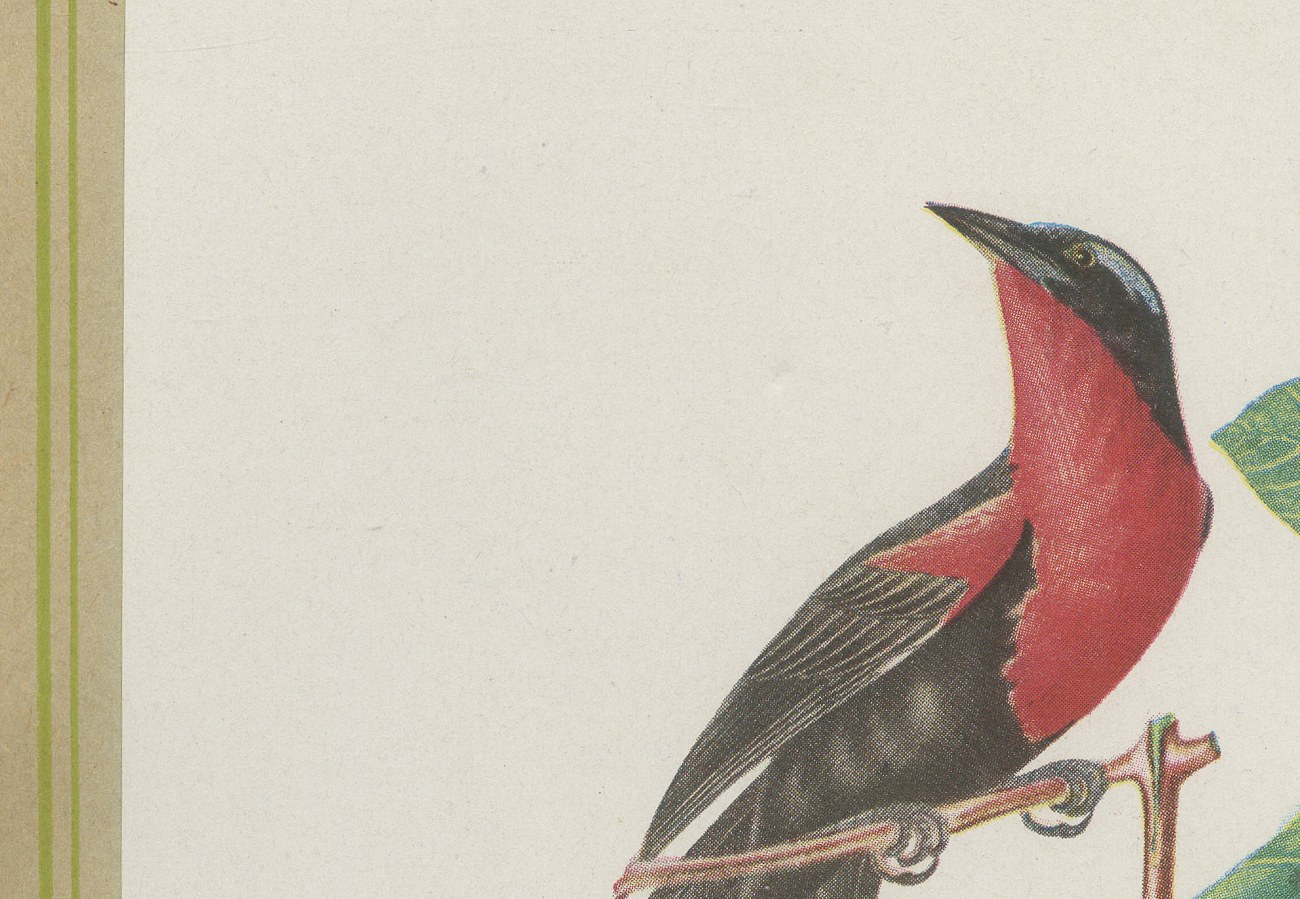 Orioles and Tanagers on a Guava, Brazilian Bird Print, Descourtilz, 1944, view 4