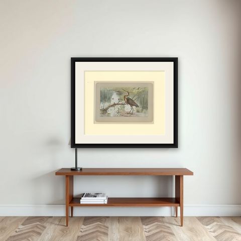 Antique Bird Print of a Purple Heron, shown framed on a wall