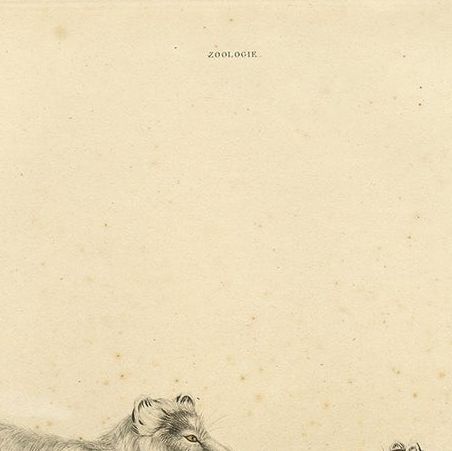 Rare Hand-Colored Engraving of the Artic Fox in Winter Coat, 1842, close-up 5