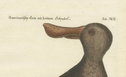 Hand-Colored Engraving of the American Duck with Broad Bill by Seligmann, c.1770, close-up 3