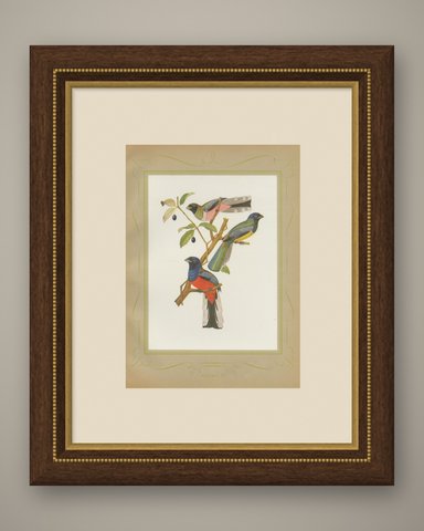 Trogons and Jays, Brazilian Bird Print, Descourtilz, 1944, shown framed