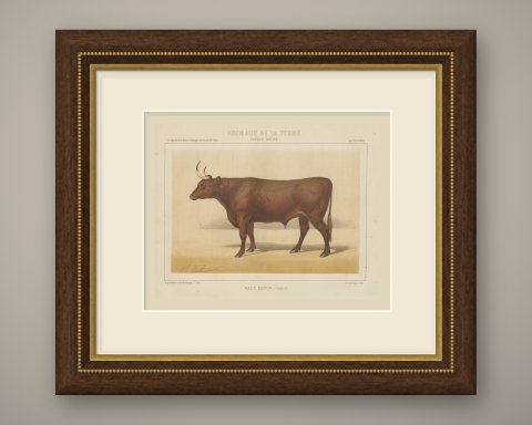 Devon Ox, British Cattle Chromolithograph by Olivier de Penne, 1863, shown framed