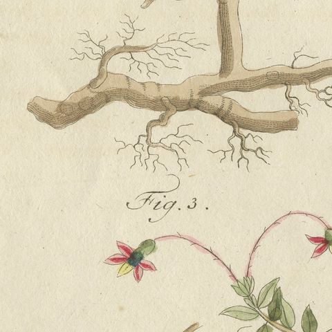 Bilberry, Lingonberry and Cranberry, Antique Bertuch Print, circa 1805, close-up 6