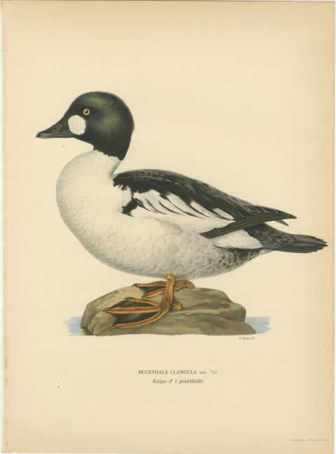 Antique Scandinavian Bird Lithographs, Goldeneye Ducks, Svenska Fåglar - 1929, view 2