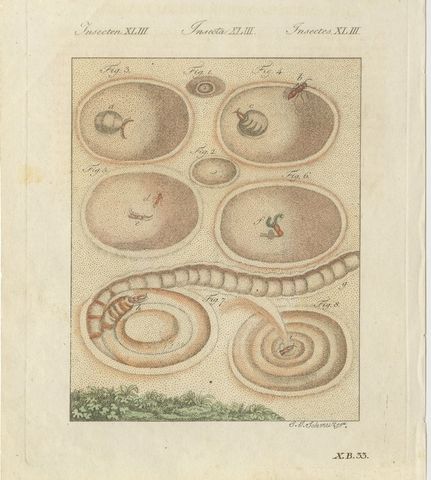 Insect Pit Traps in Sand, Antique Bertuch Print, circa 1805