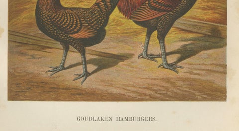 The Elegant Golden Spangled Hamburg Chicken - A 19th Century Poultry Lithograph, close-up 2