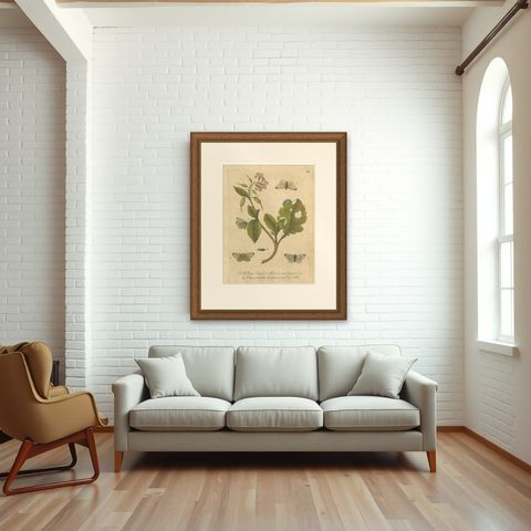 Butterfly Life Cycle on Flowering Plant, Albin Hand-Colored Engraving, ca.1720, shown framed in a room