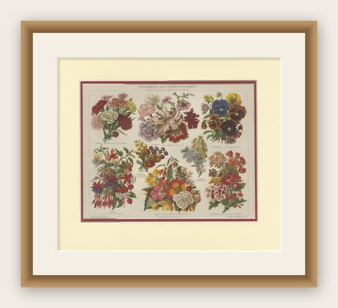 Antique Print of Various Flowers by Meyer 'c.1895', shown framed