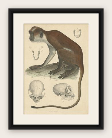 Rare Vintage Print: Olive Colobus Monkey - Natural History Art, circa 1853, shown framed