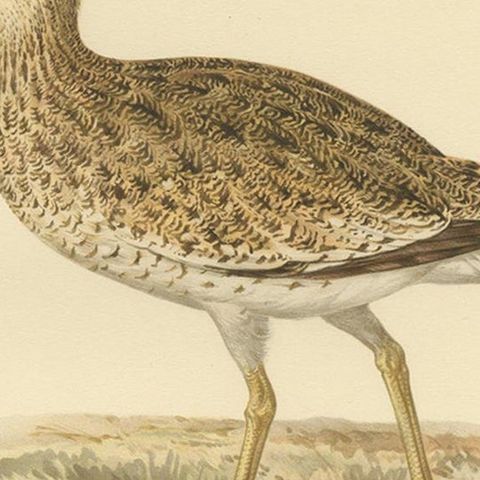 Antique Bird Print of the Little Bustard by Von Wright, 1929, close-up 2
