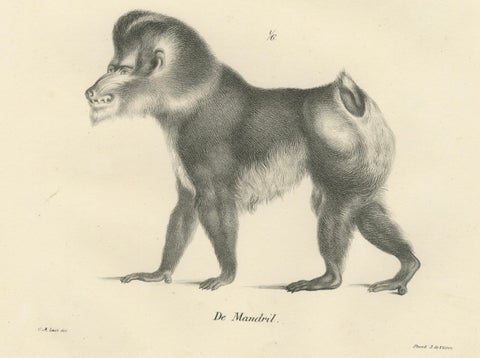Macaque, Mandrill & Dikbuik Monkeys, Lithographs by C.C. Last, 1836, close-up 6