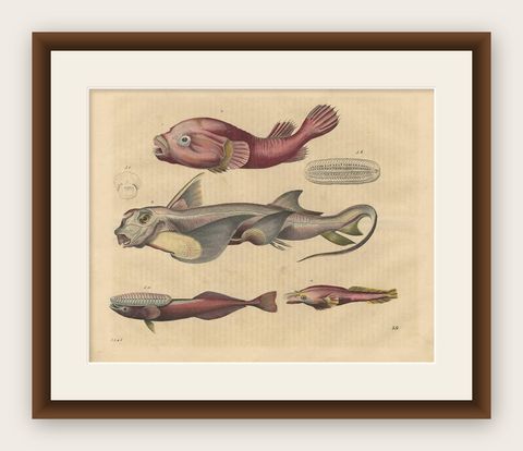 Antique Animal Print of Clingfishes by C. Hoffmann, 1847, shown framed