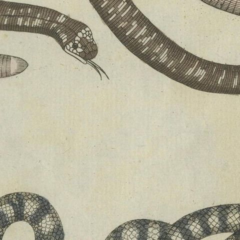 Antique Copperplate Engraving of Serpents and Amphibians, 1805, close-up 4