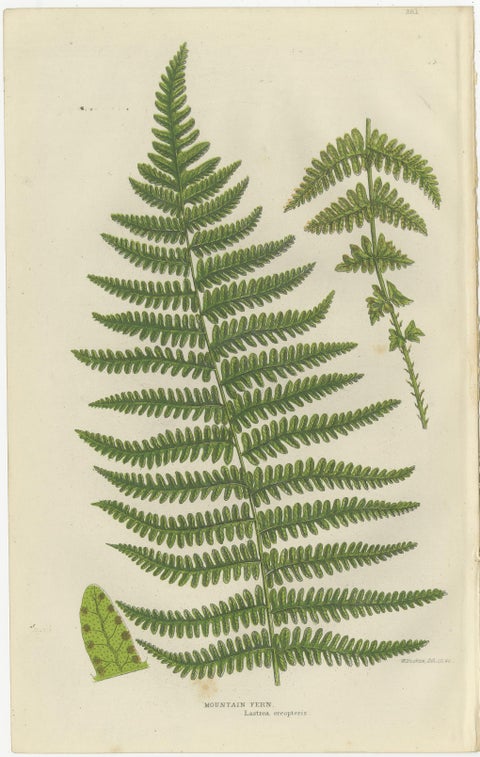 Oblong Woodsia, Marsh Fern and Mountain Fern, Botanical Triptych, 1873, view 4