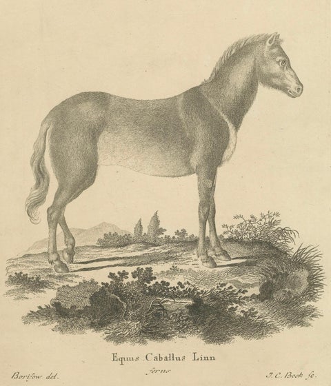 Antique Engraving of a Horse (Equus Caballus Linn.), drawn by Borifow, ca.1800, close-up 5