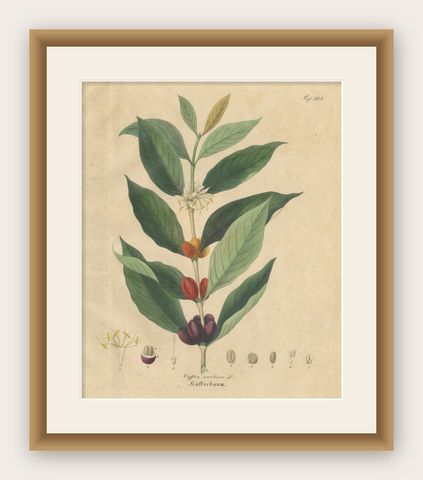 Antique Coffee Botanical Print, Coffea Arabica, Hand Colored, c.1831, shown framed