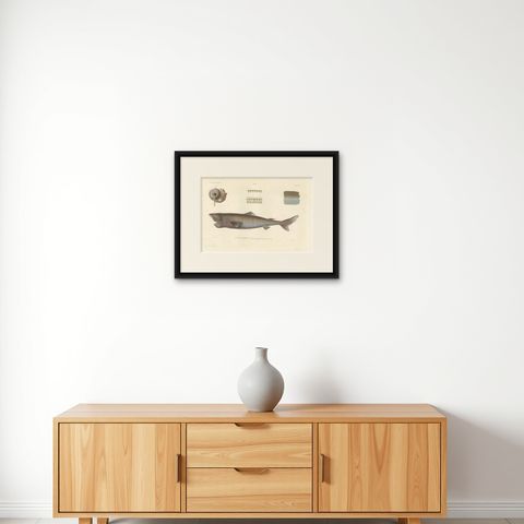 Antique Print of Greenland Shark with Detail Views, Paris, circa 1845, shown framed on a wall
