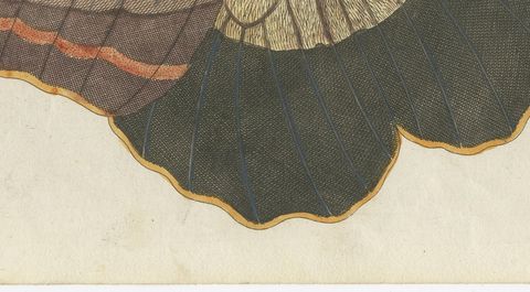 Owl Butterfly from Suriname, Antique Bertuch Print, Vienna, circa 1805, close-up 2