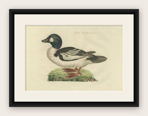 Common Goldeneye Duck, Antique Bird Engraving by Nozeman and Sepp, 1809, shown framed
